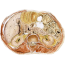Études anatomiques